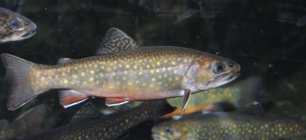 GM Salmon Breed with Trout, Create Superfish: Study