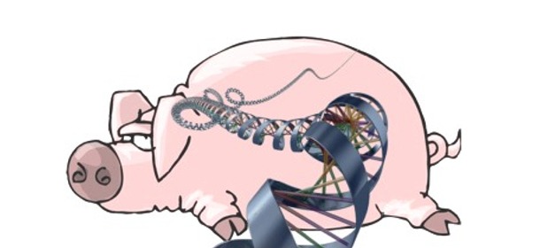 Pig with DNA Helix
